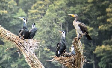 idukki wild life7