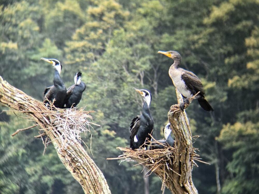 idukki wild life7