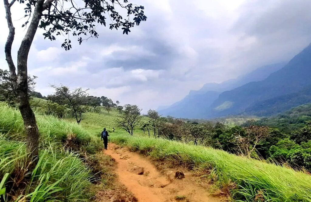 idukki wild life4