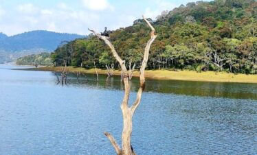 idukki wild life1