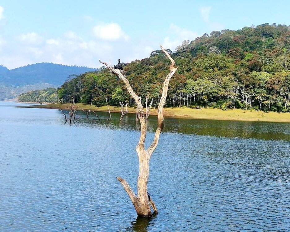 idukki wild life1