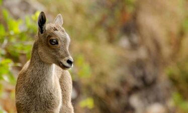 idukki wild life44