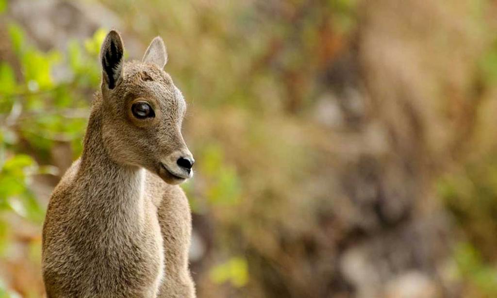 idukki wild life44