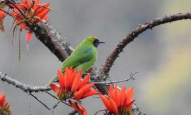 idukki wild life22