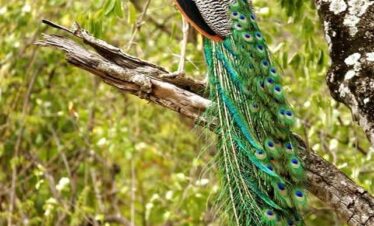 idukki wild life9