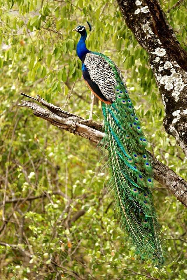 idukki wild life9